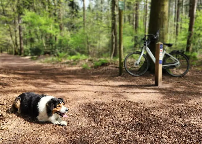 Chalet Boslodge Word Blij