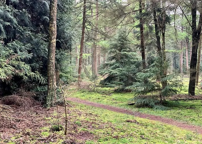 Chalet Boslodge Word Blij Putten